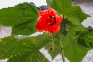 Hledáte ideální pokojovou rostlinu do interiéru? A co třeba abutilon?