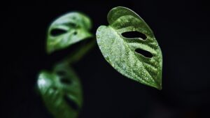 Monstera jako ikonická pokojovka patřící do každého moderního interiéru